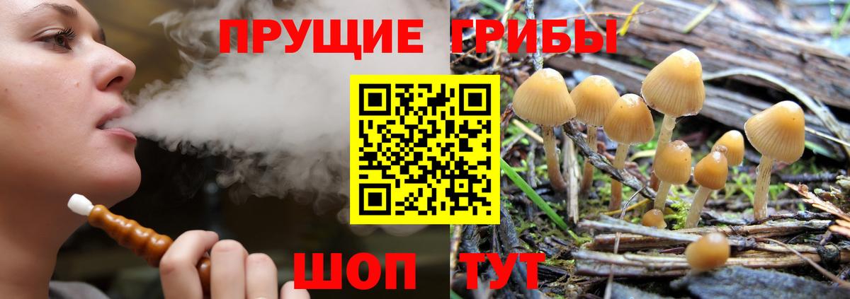 Псилоцибиновые грибы GOLDEN TEACHER  Вход с VPN  Тара  Псилоцибиновые грибы прущие грибы 